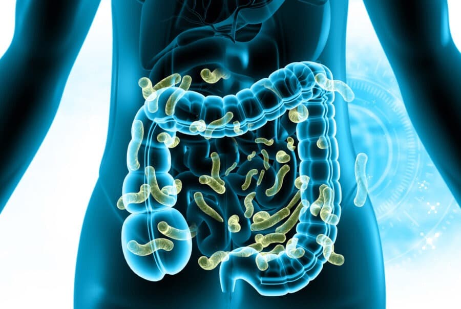 Ilustración tridimensional del tracto digestivo e intestinos para el tratamiento desparasitante natural en Rena.Ser